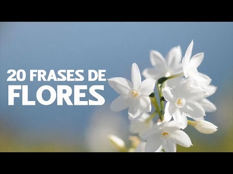 Flores con frases bonitas para amigos