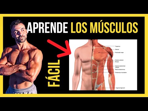 Numero de musculos del cuerpo humano