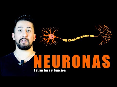 Partes de la neurona y sus funciones