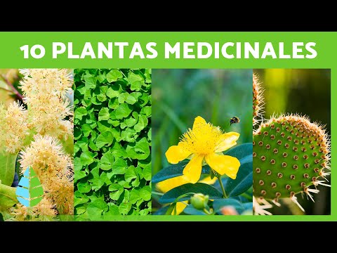 Plantas medicinales y para que sirven