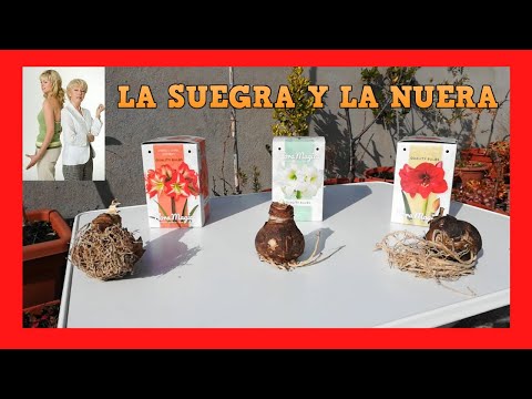 Planta de la suegra y la nuera