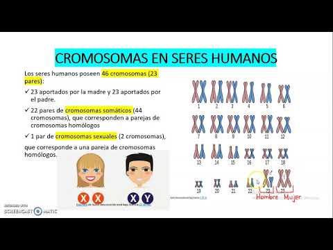 Pares de cromosomas del ser humano