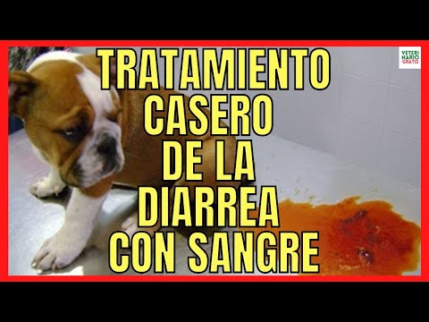 Diarrea con sangre en perros remedios caseros