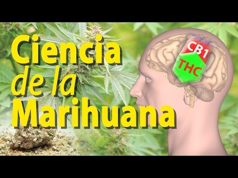 Efectos de la marihuanas en hombres