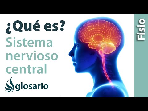 Que es el sistema nervioso central