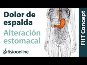 Salud psicología - Todo sobre salud y psicología 4 Porque me duele tanto el estomago