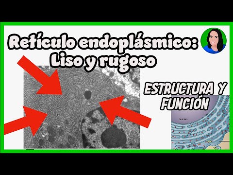 Reticulo endoplasmatico liso y rugoso diferencias