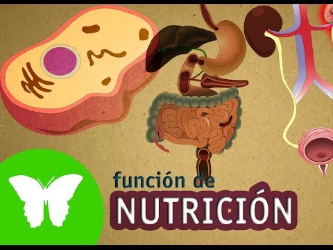 Que es la funcion de nutricion