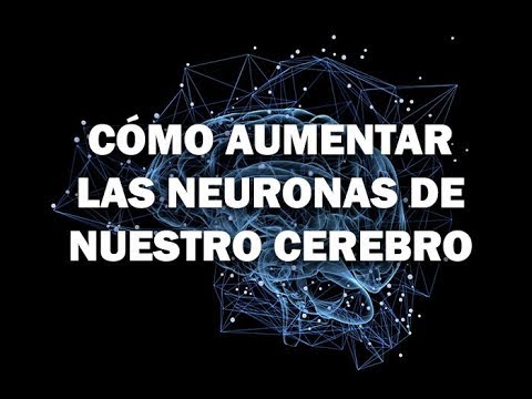 De que manera se nutren las neuronas