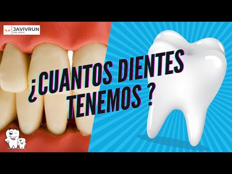 Cuantos dientes tiene el ser humano