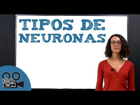 Tipos de neuronas segun su funcion