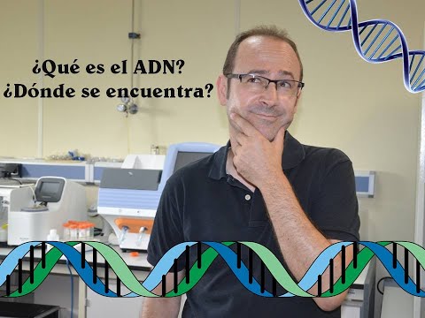 Que es el adn y donde se encuentra