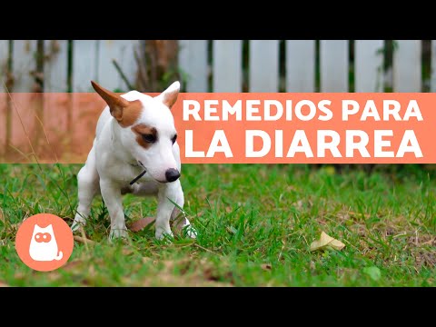 Como cortar diarrea en perros remedios caseros