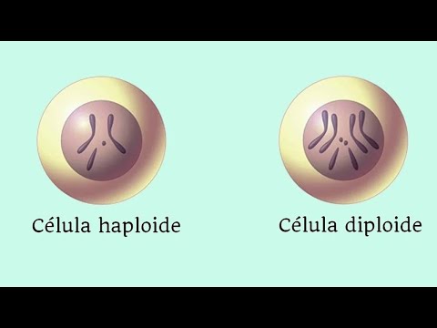 Puede una celula haploide sufrir meiosis