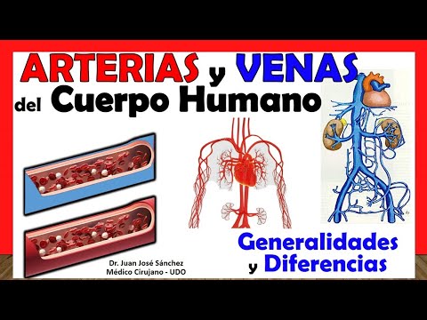 Venas y arterias del cuerpo humano