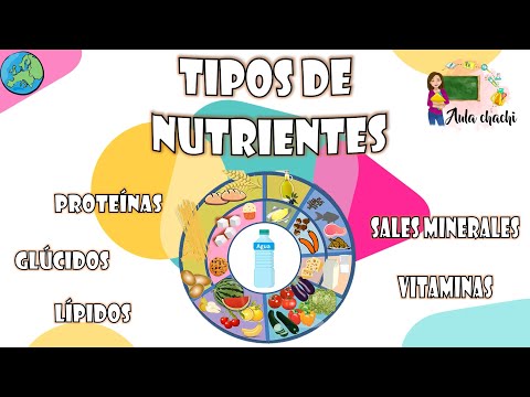 Tipos de nutrientes y sus funciones