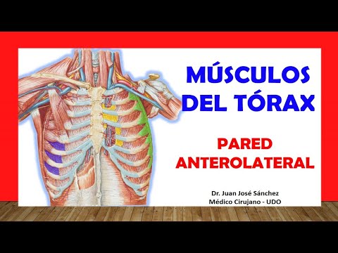 Musculo que separa el abdomen del torax