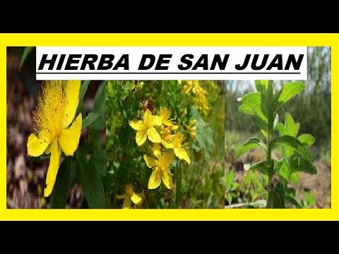 Hierba de san juan propiedades y contraindicaciones