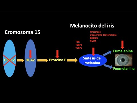 Como se llaman las personas con ojos azules