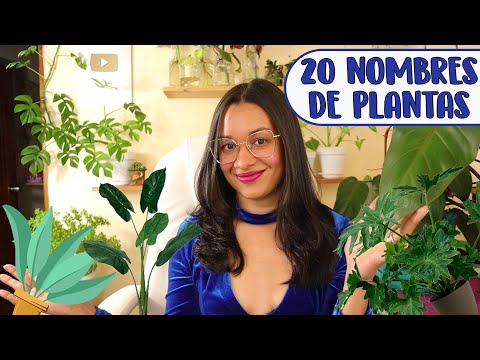 Tipos de plantas y sus nombres