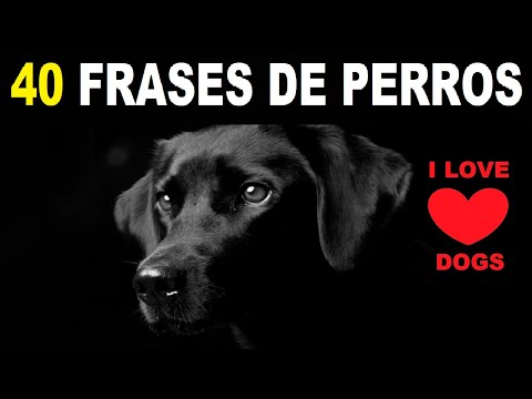 Frases para tu perro que lo amas