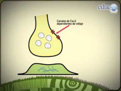 Como se transmite el impulso nervioso