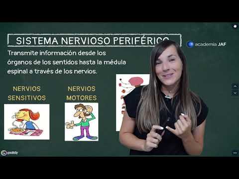 Cuales son las funciones del sistema nervioso