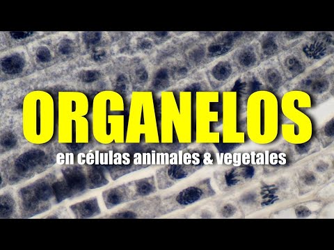 Organulos exclusivos de las celulas animales