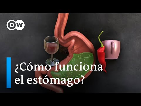 Cual es la funcion del estomago