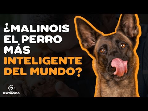 Cual es el perro mas inteligente