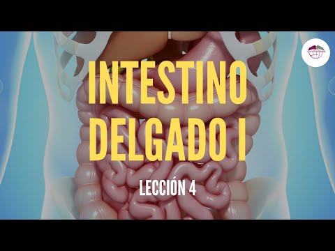 Partes del intestino delgado y grueso