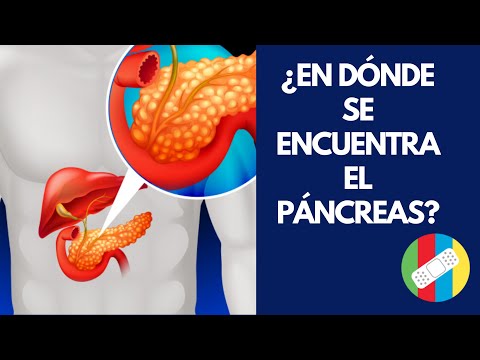 Donde se encuentra el pancreas en el cuerpo humano