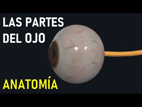 Partes del ojo y sus funciones