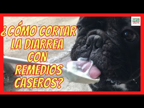 Como cortar la diarrea a un perro