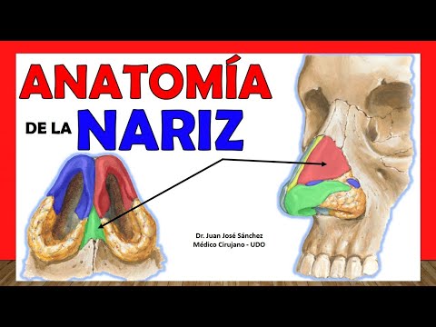 Partes de la nariz por dentro