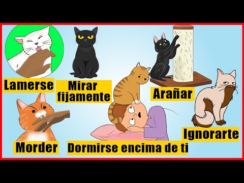 Comportamiento de los gatos y su significado