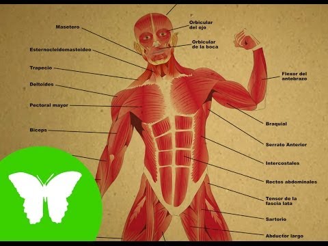 Partes de los musculos del cuerpo humano