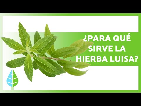 Hierba luisa: propiedades y contraindicaciones