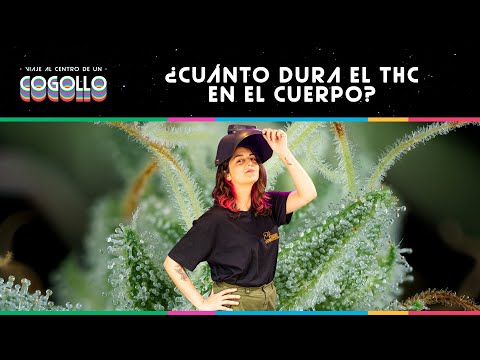 Cuanto duran los efectos de la marihuana