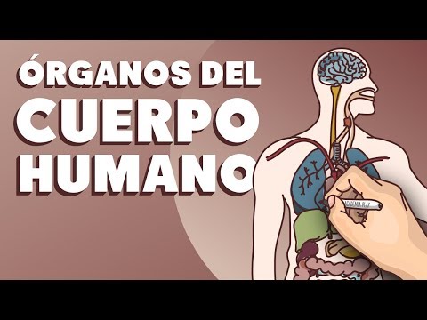 El cuerpo humano y sus organos