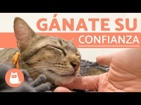 Como hacer que un gato confie en ti