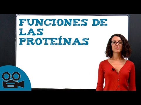 Cual es la funcion de las proteinas