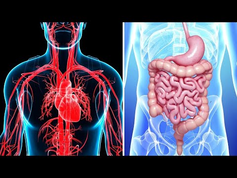 Sistemas y aparatos del cuerpo humano