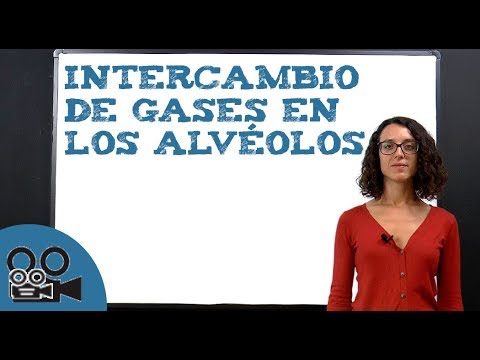 Donde se produce el intercambio de gases