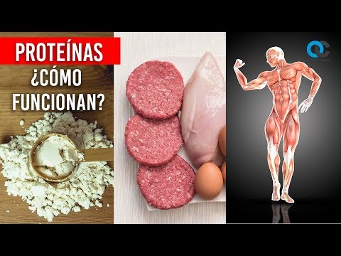 Que hace la proteina en el cuerpo