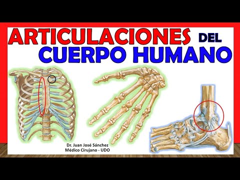 Cuantas articulaciones tiene el cuerpo humano