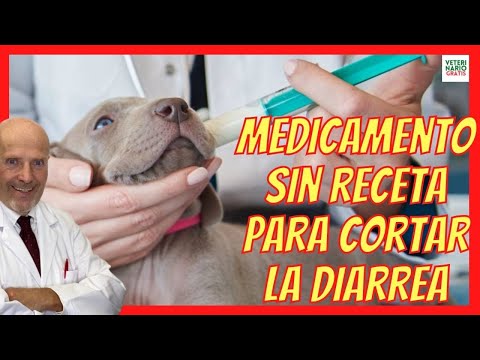 Medicamento para cortar la diarrea en perros