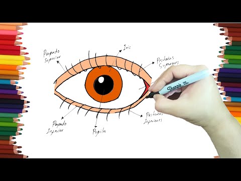 Dibujo de un ojo y sus partes