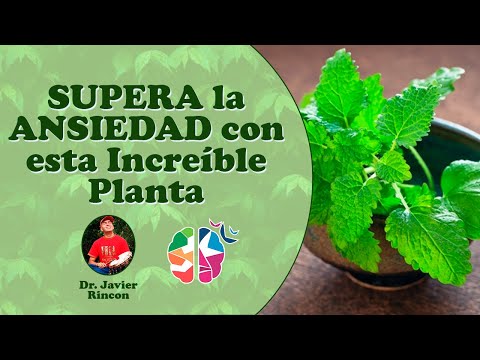 La mejor planta para la ansiedad