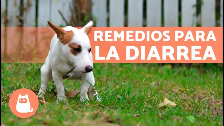 Como cortar diarrea en perros remedios caseros
